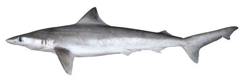 Borneo shark